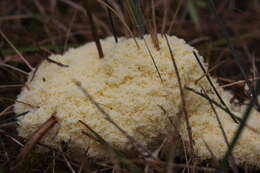 Image of Dog vomit slime mold