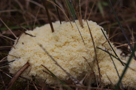 Image of Dog vomit slime mold