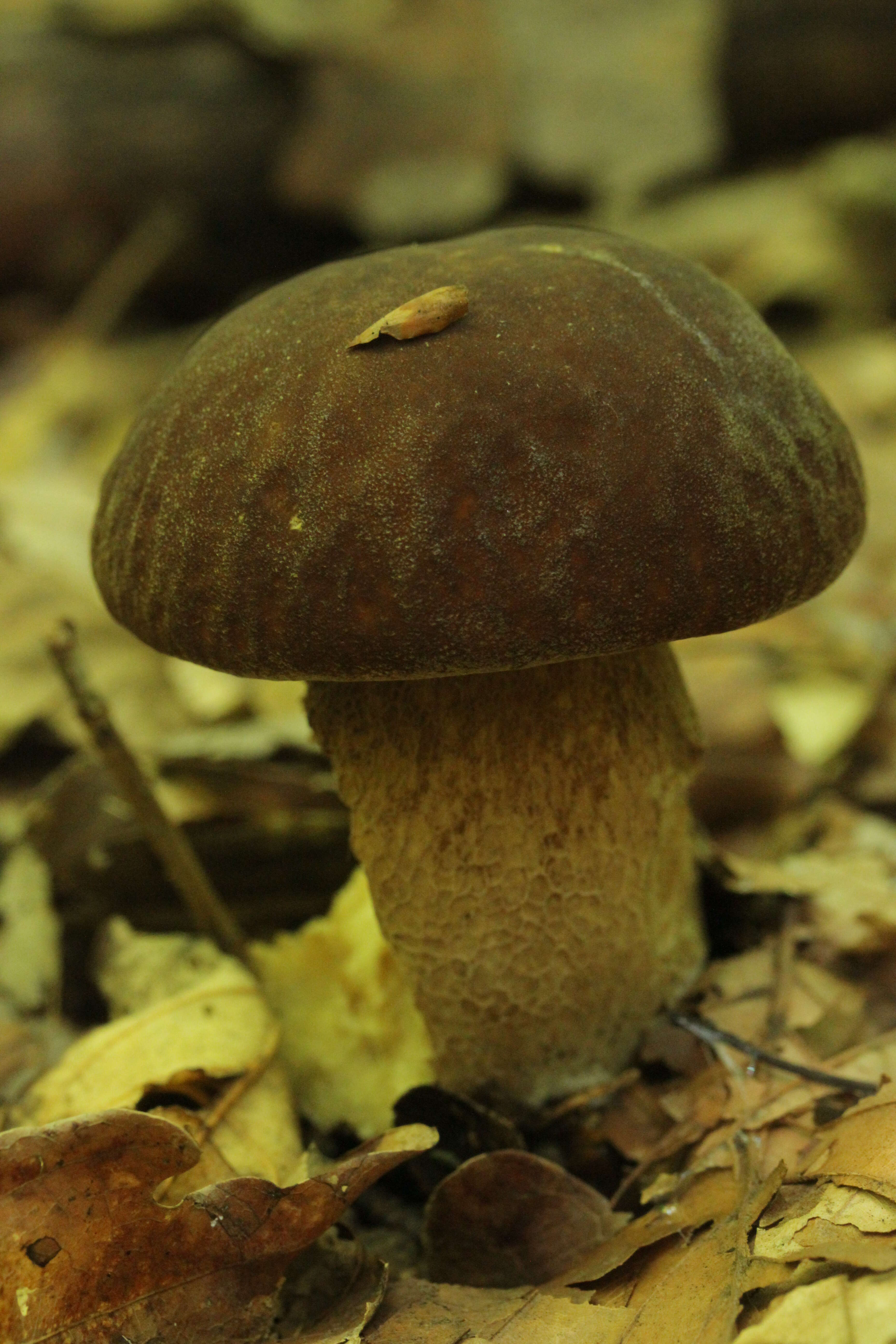 Imagem de Boletus reticulatus Schaeff. 1774