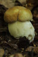 Imagem de Boletus reticulatus Schaeff. 1774