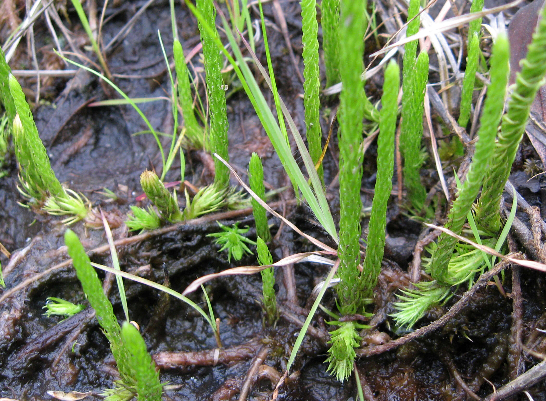Image of southern bog clubmoss