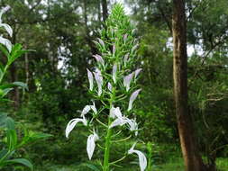 Image of Lobelia nicotianifolia Roth