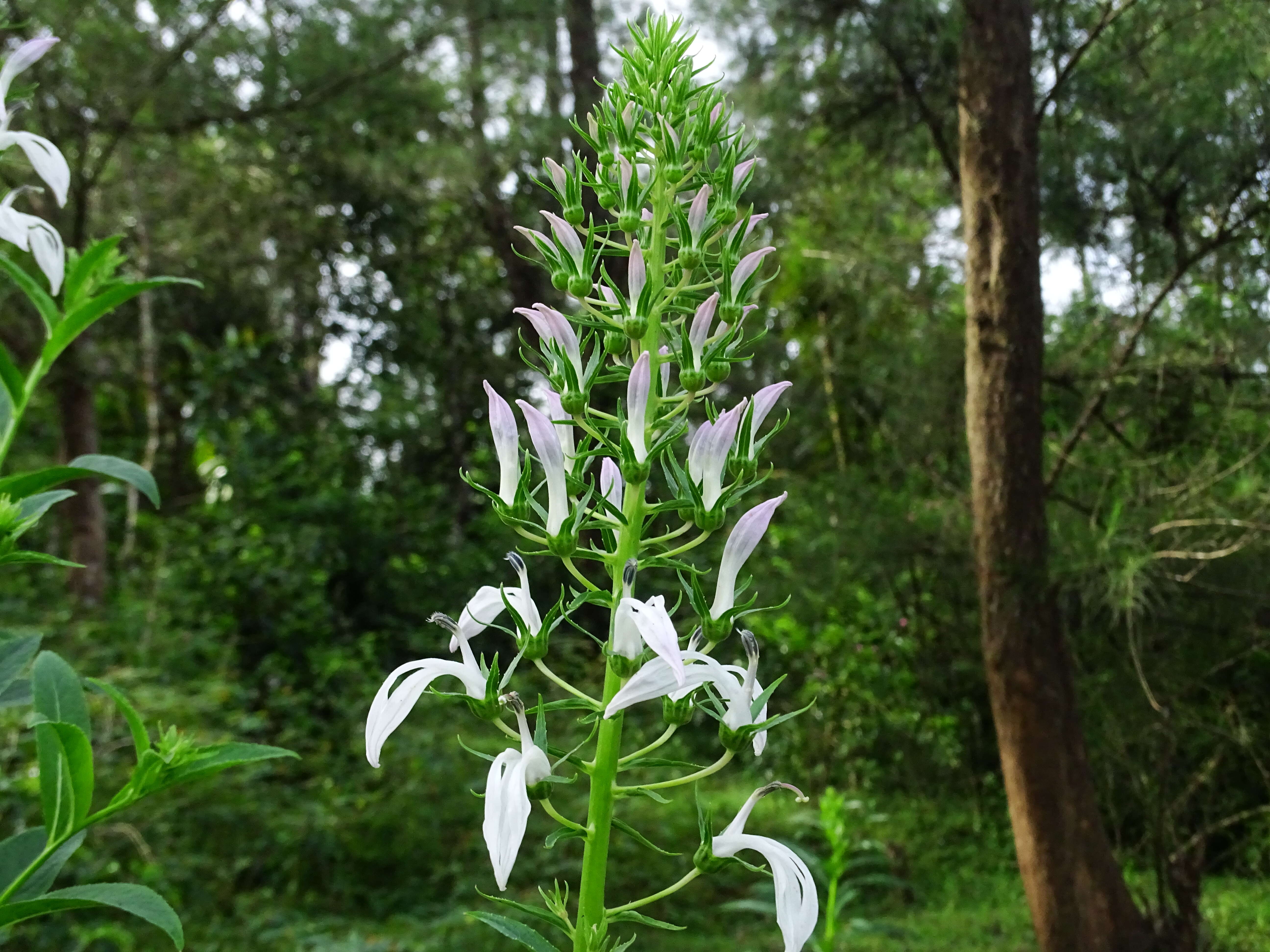 Image de Lobelia nicotianifolia Roth