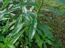 Image de Lobelia nicotianifolia Roth