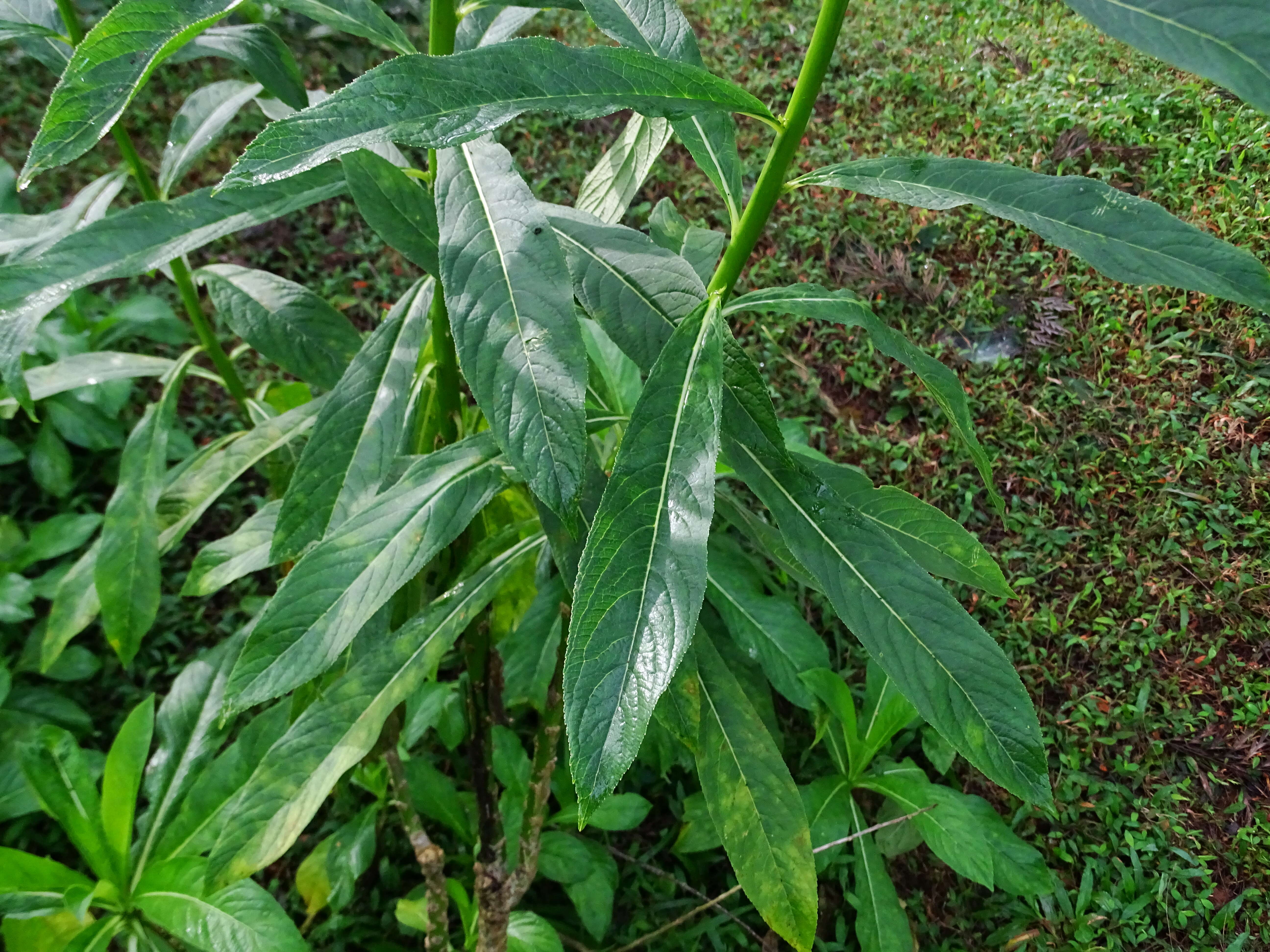 Image of Lobelia nicotianifolia Roth
