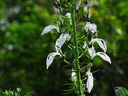 Image of Lobelia nicotianifolia Roth