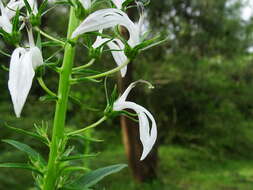 Image de Lobelia nicotianifolia Roth