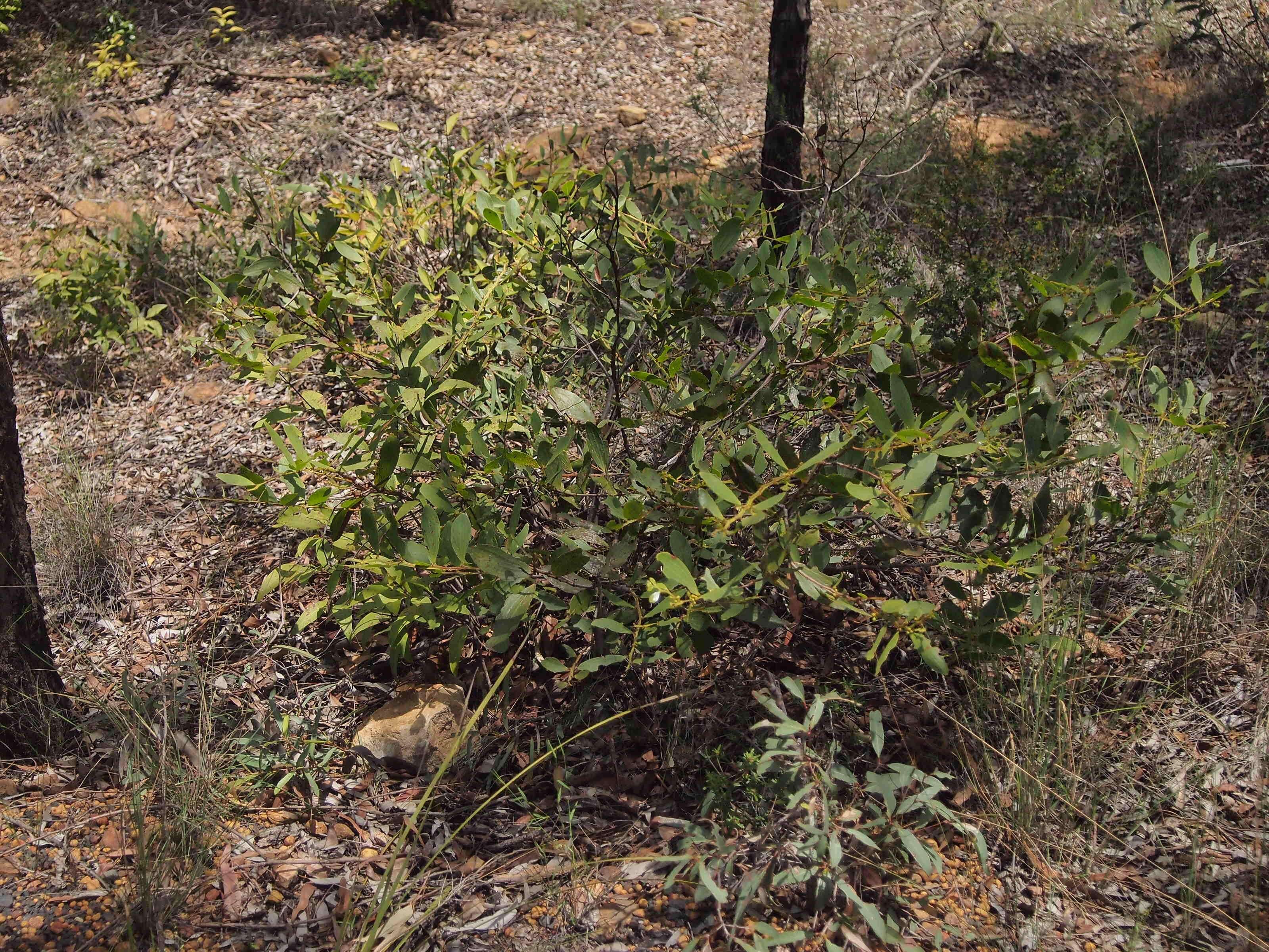 Image of Acacia complanata A. Cunn. ex Benth.