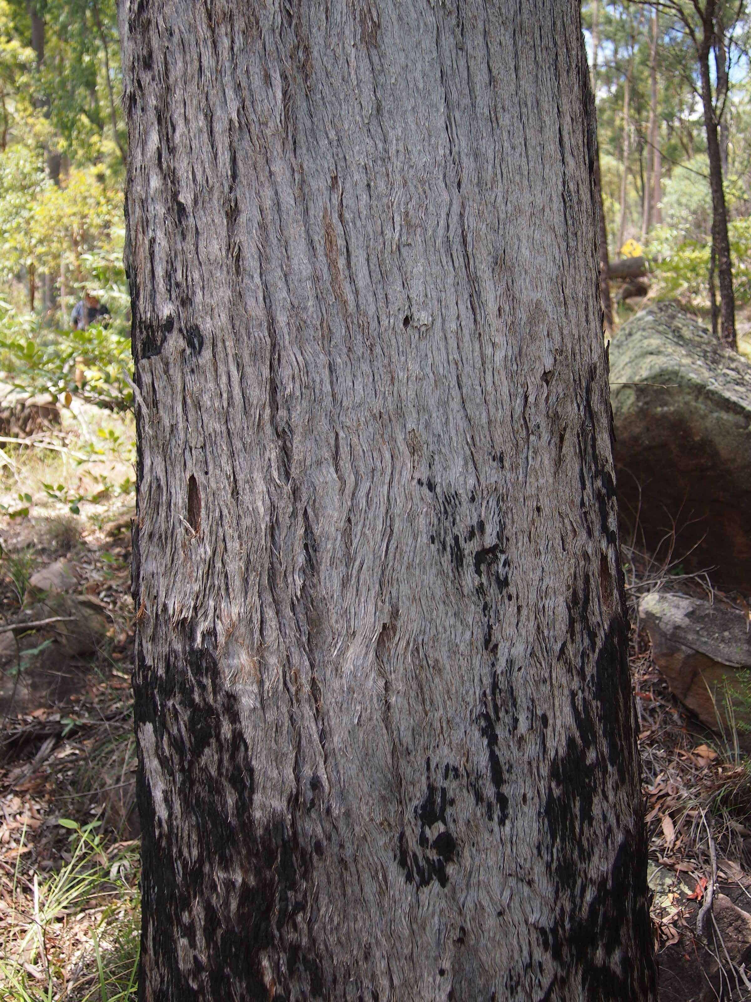 Image of white-mahogany