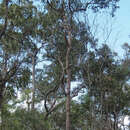 Image of Eucalyptus mediocris L. A. S. Johnson & K. D. Hill