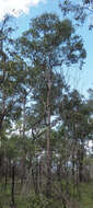 Image of Eucalyptus mediocris L. A. S. Johnson & K. D. Hill