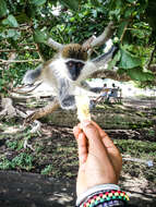 Image of vervet monkey