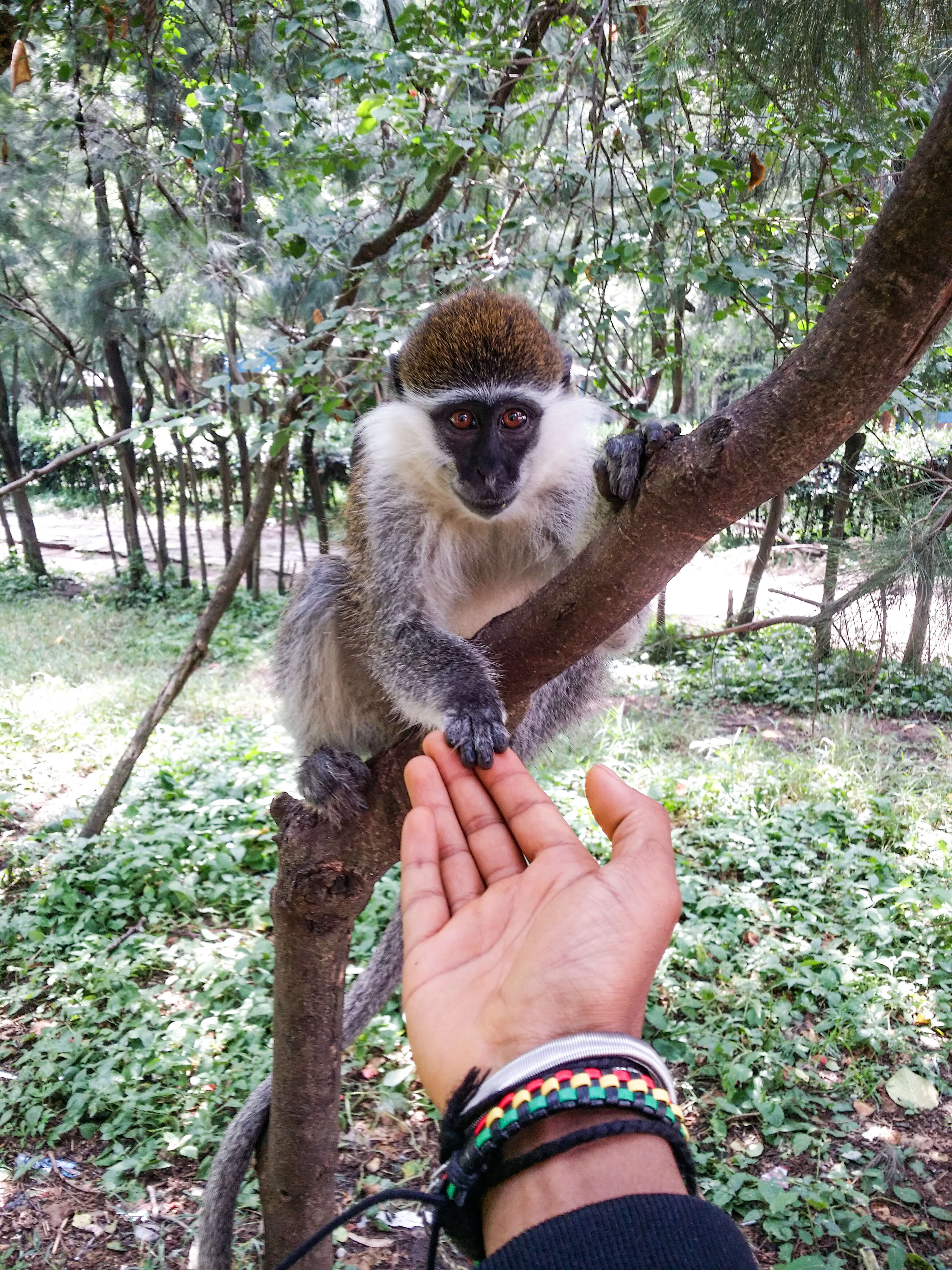 Image of vervet monkey