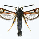 Image of northern clearwing