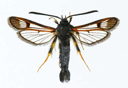 Image of northern clearwing
