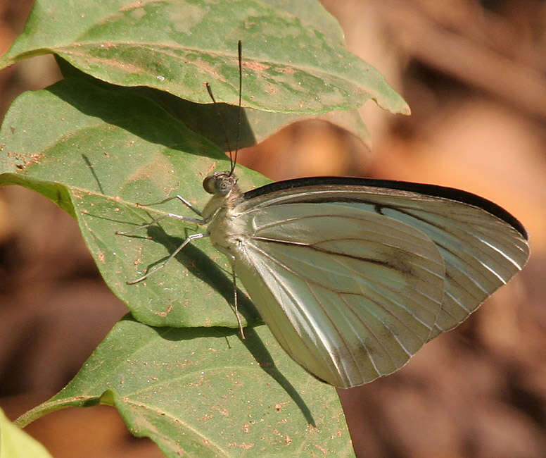 Image of Pareronia valeria (Cramer (1776))