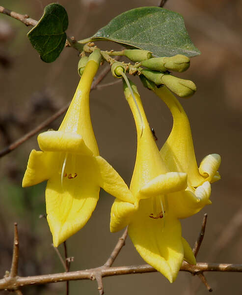 Image of Asian bushbeech