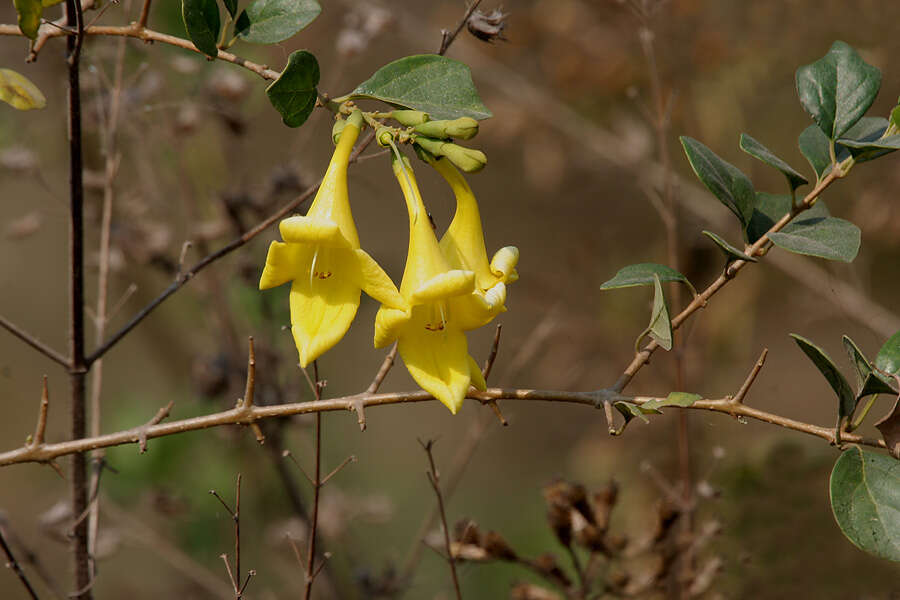 Image of Asian bushbeech