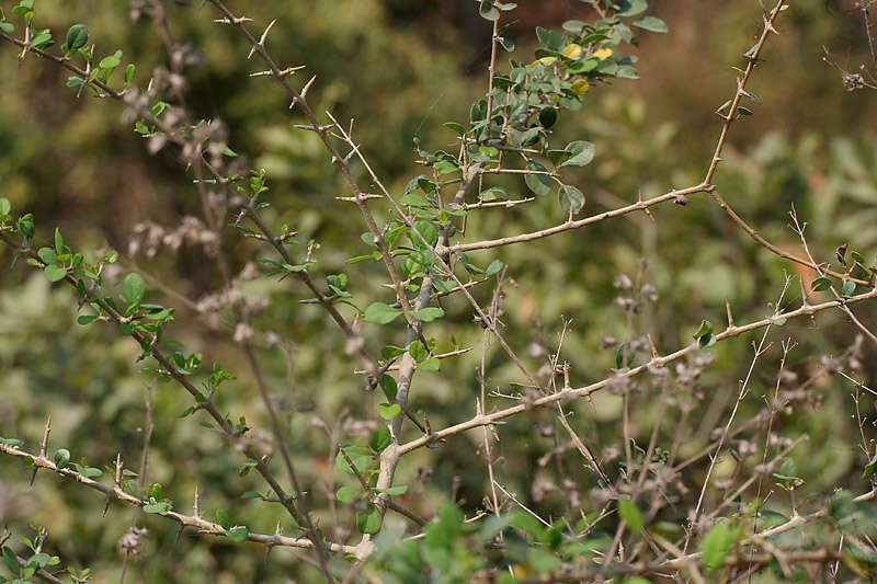 Image of Asian bushbeech