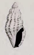 Sivun Notocytharella phaethusa (Dall 1919) kuva