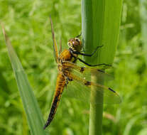 Image of Four-spotted Chaser