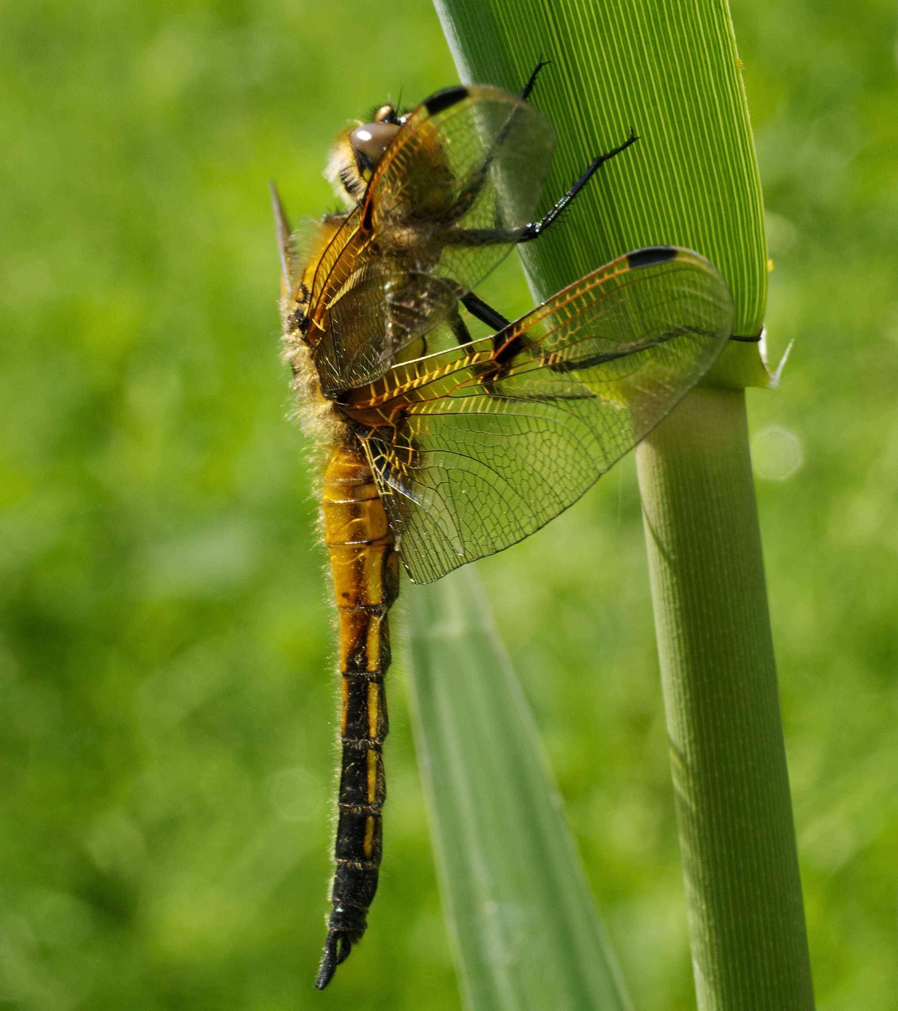 Image of Four-spotted Chaser