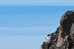 Image of Dall’s Sheep