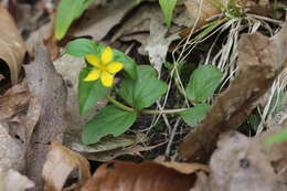 Image of Lysimachia nemorum L.