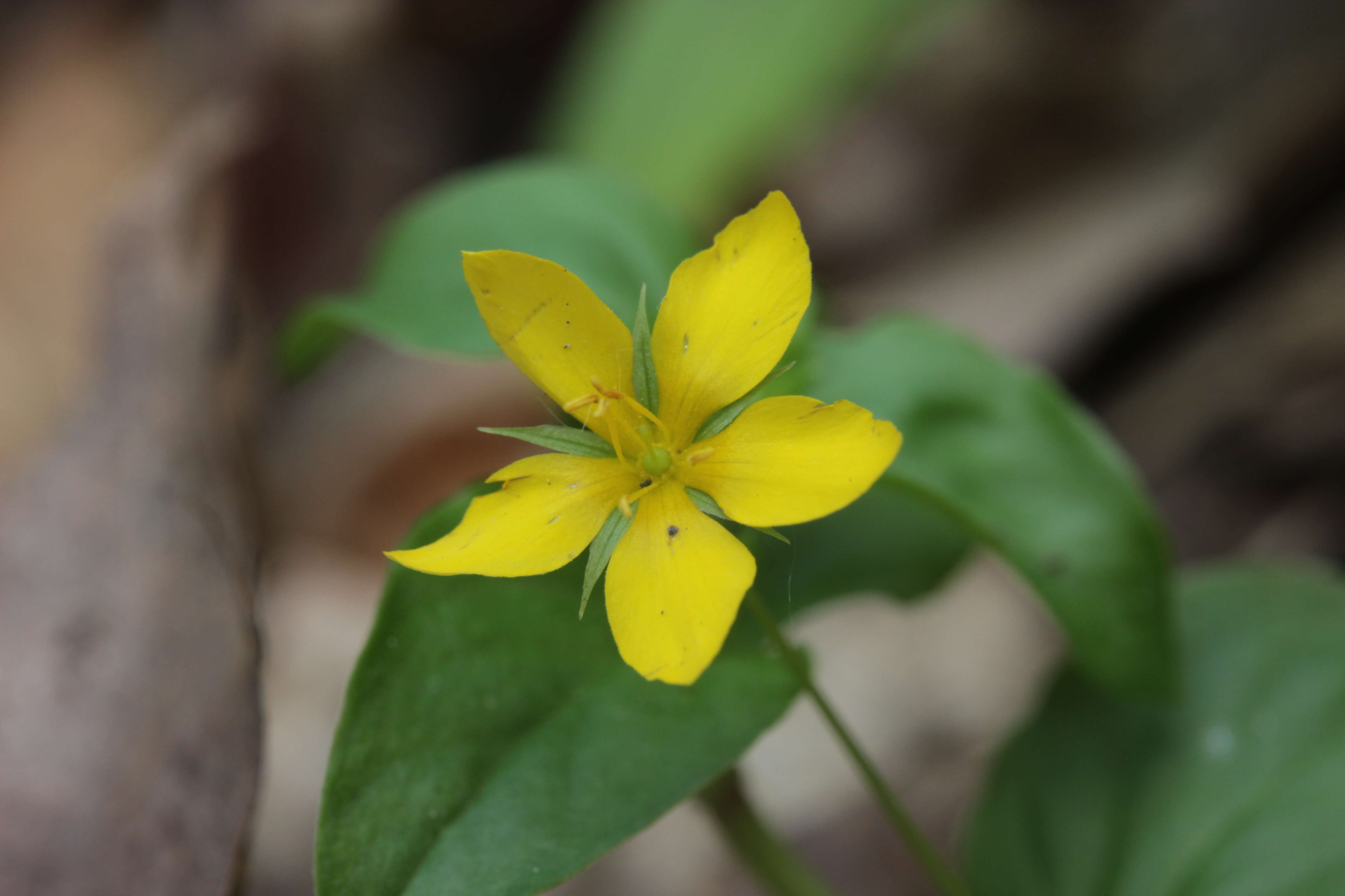 Image of Lysimachia nemorum L.