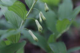 Image of Common Solomon’s-seal