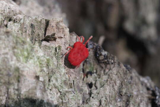 Image of Trombidium holosericeum