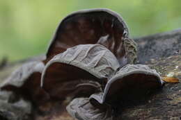 Image of ear fungus