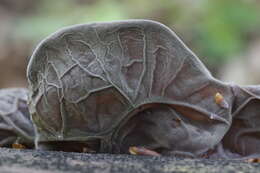 Image of ear fungus