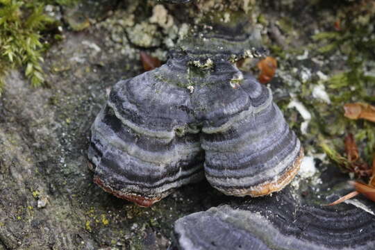 Image of Turkey Tail