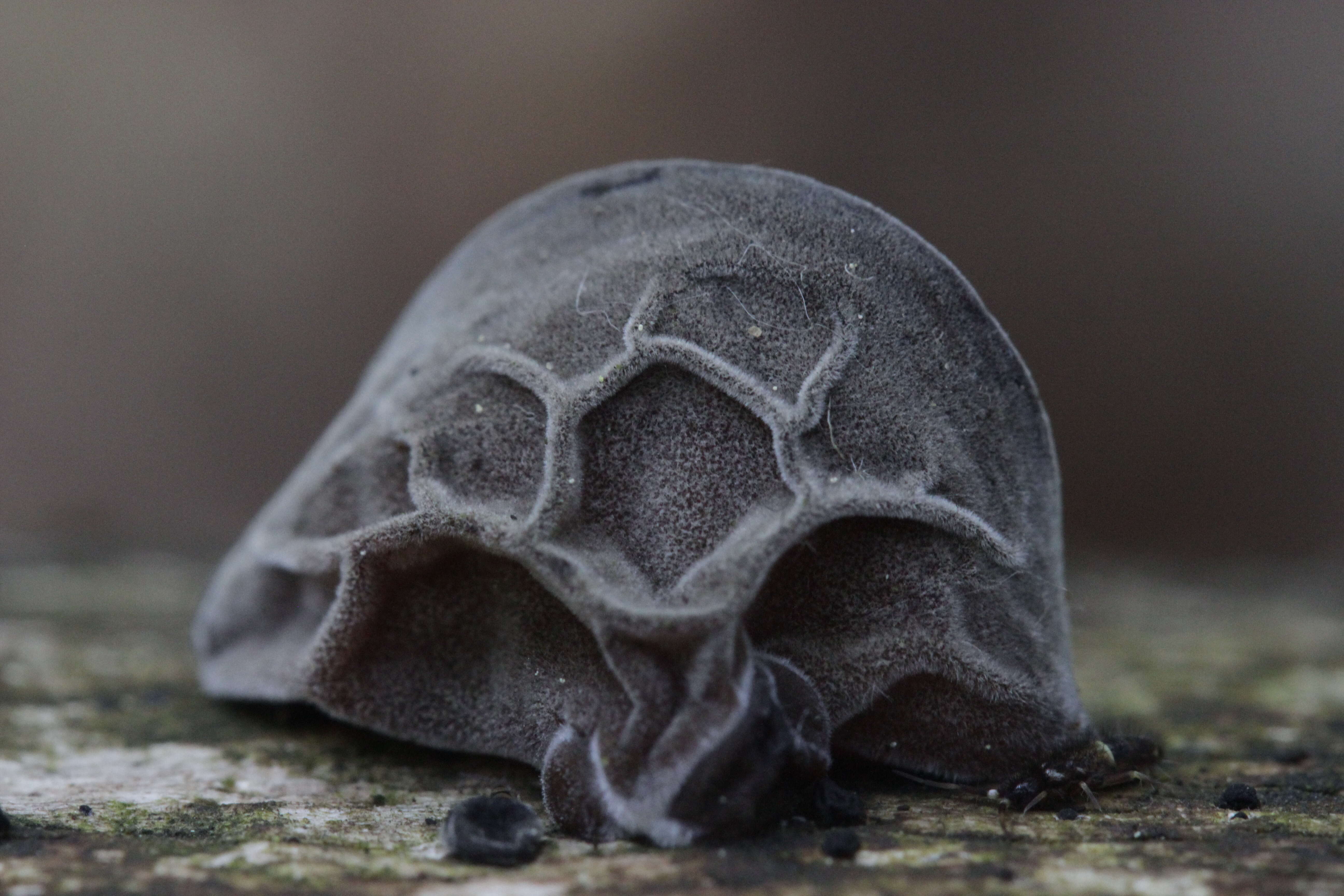 Image of ear fungus