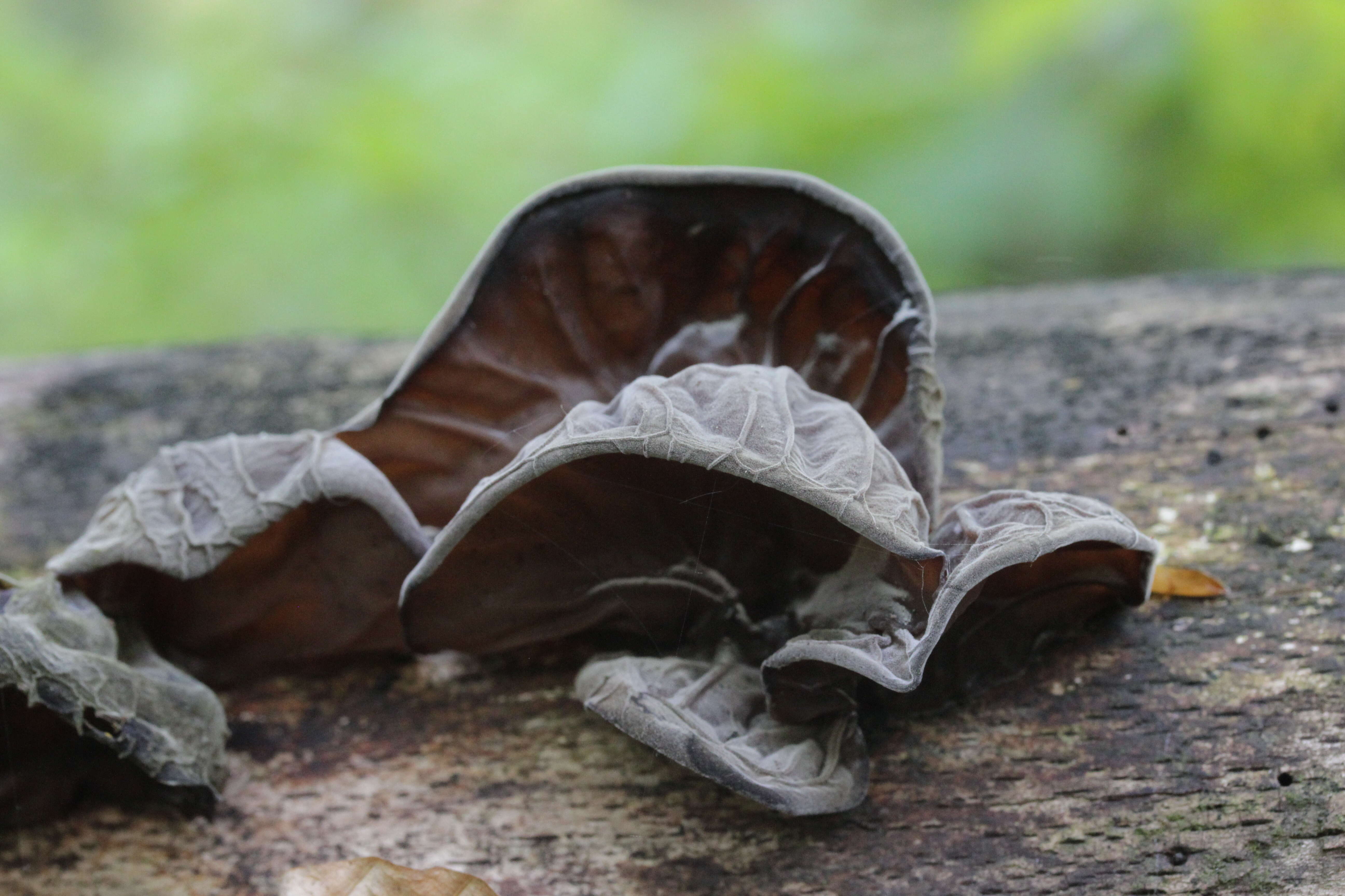 Image of ear fungus