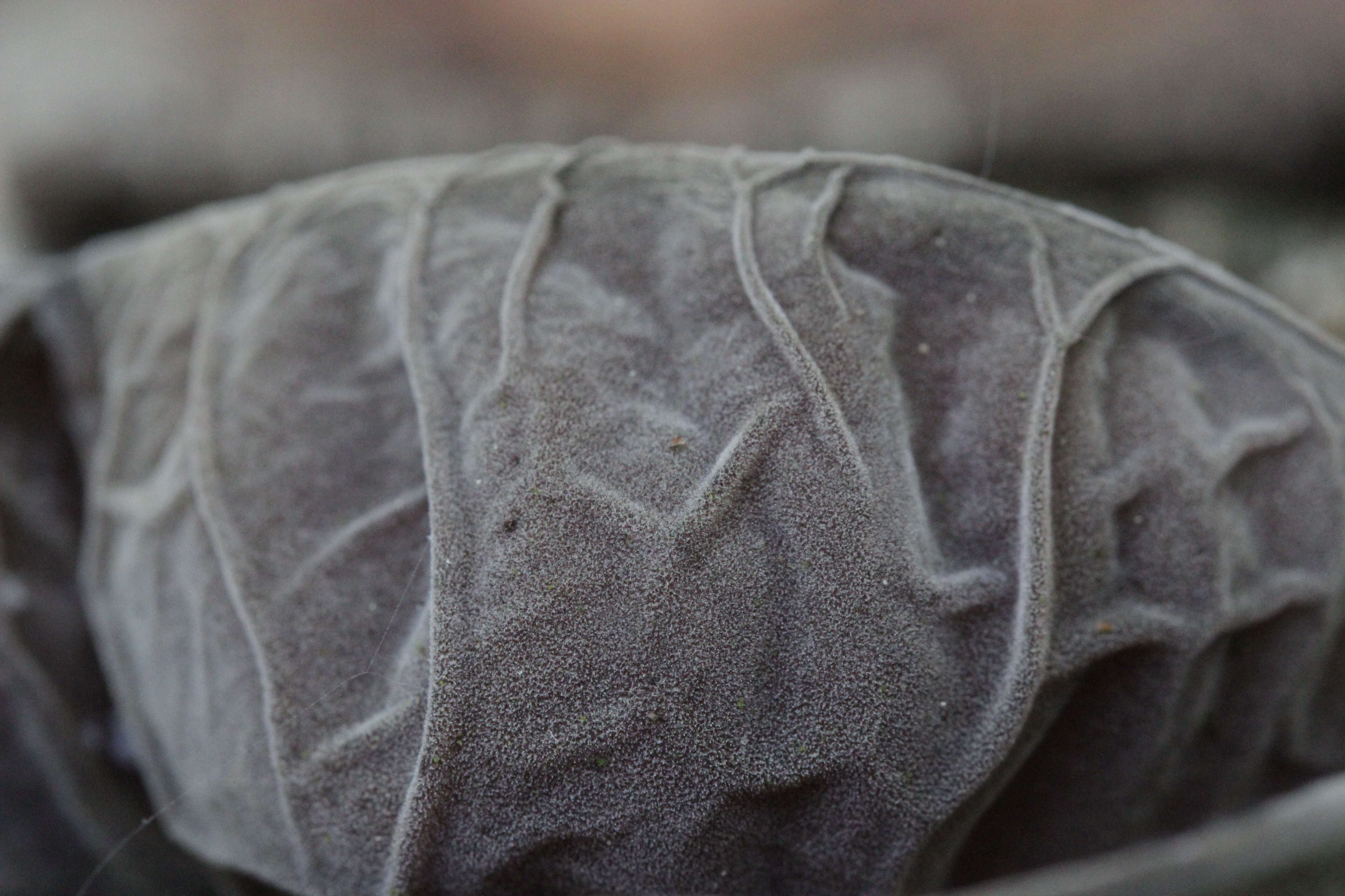 Image of ear fungus