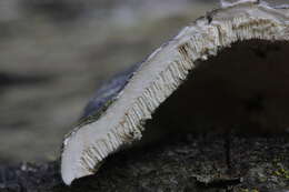 Image of Turkey Tail