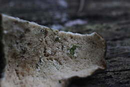 Image of Turkey Tail