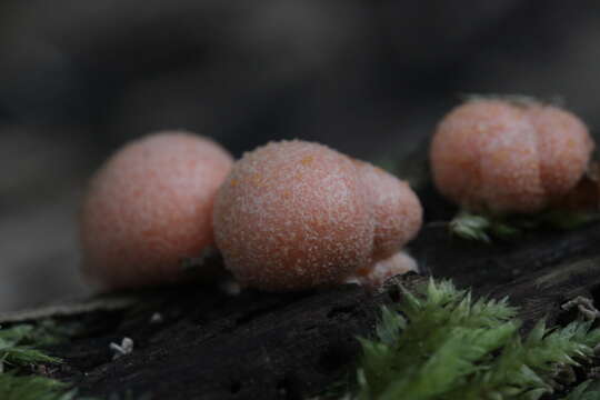 Image of Lycogala epidendrum