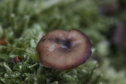 Image of Lentinus brumalis (Pers.) Zmitr. 2010