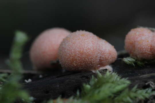 Image of Lycogala epidendrum