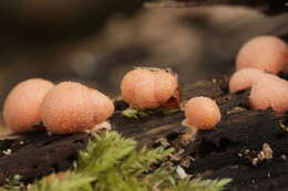 Image of Lycogala epidendrum