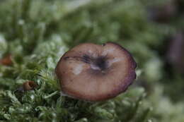 Image of Lentinus brumalis (Pers.) Zmitr. 2010