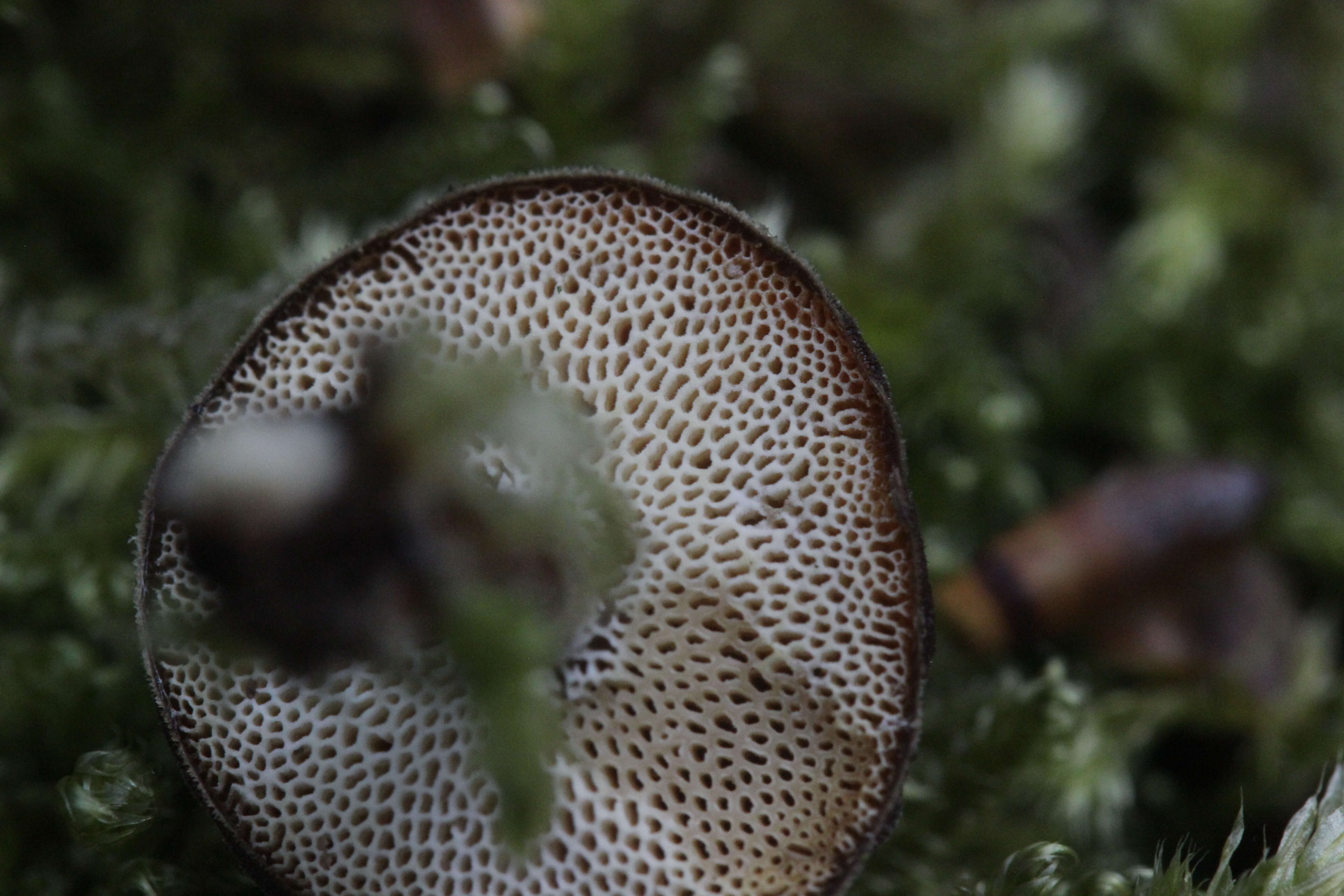 Image of Lentinus brumalis (Pers.) Zmitr. 2010