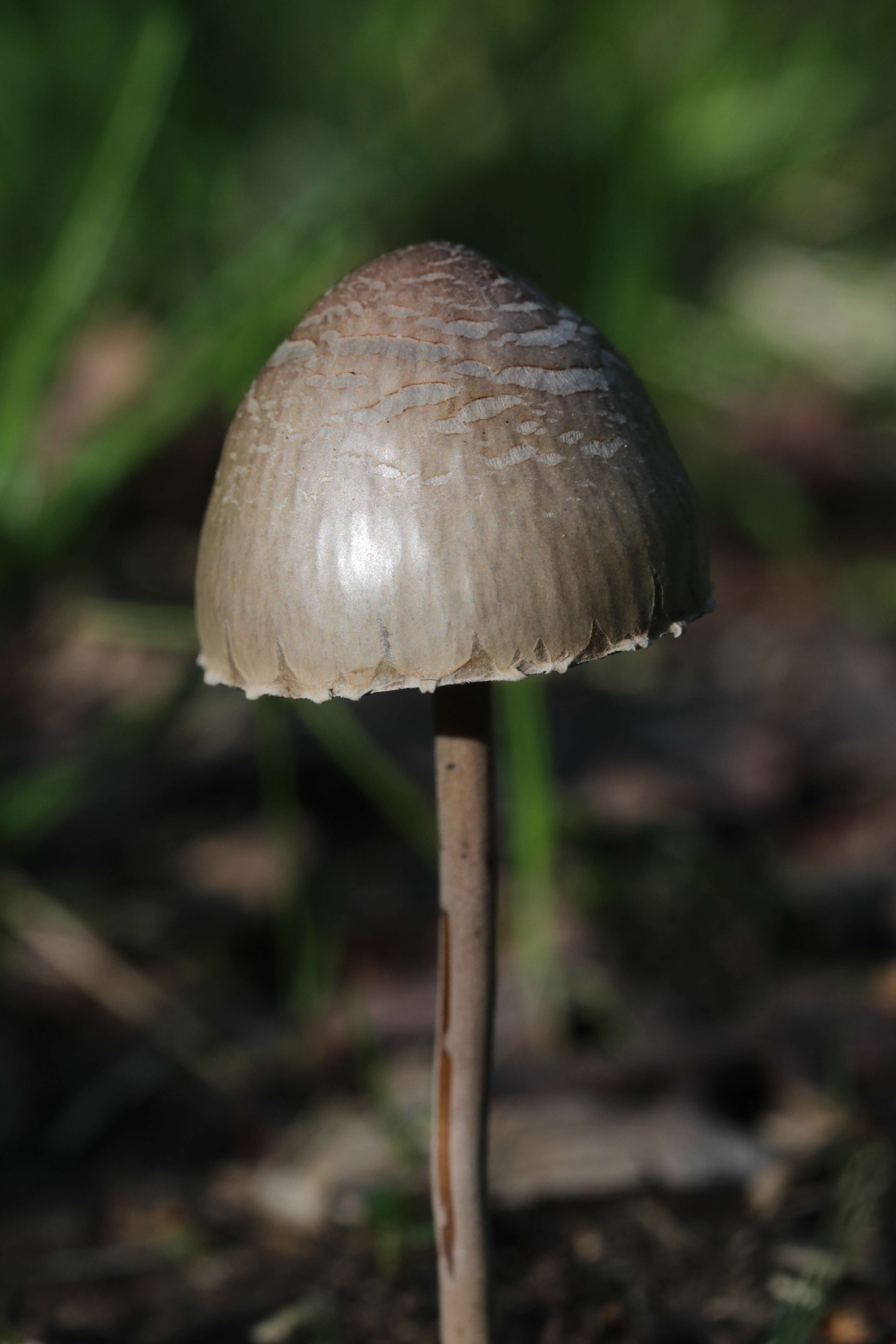 Image de Panaeolus papilionaceus (Bull.) Quél. 1872