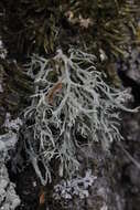 Image of farinose cartilage lichen