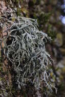 Imagem de Ramalina farinacea (L.) Ach.