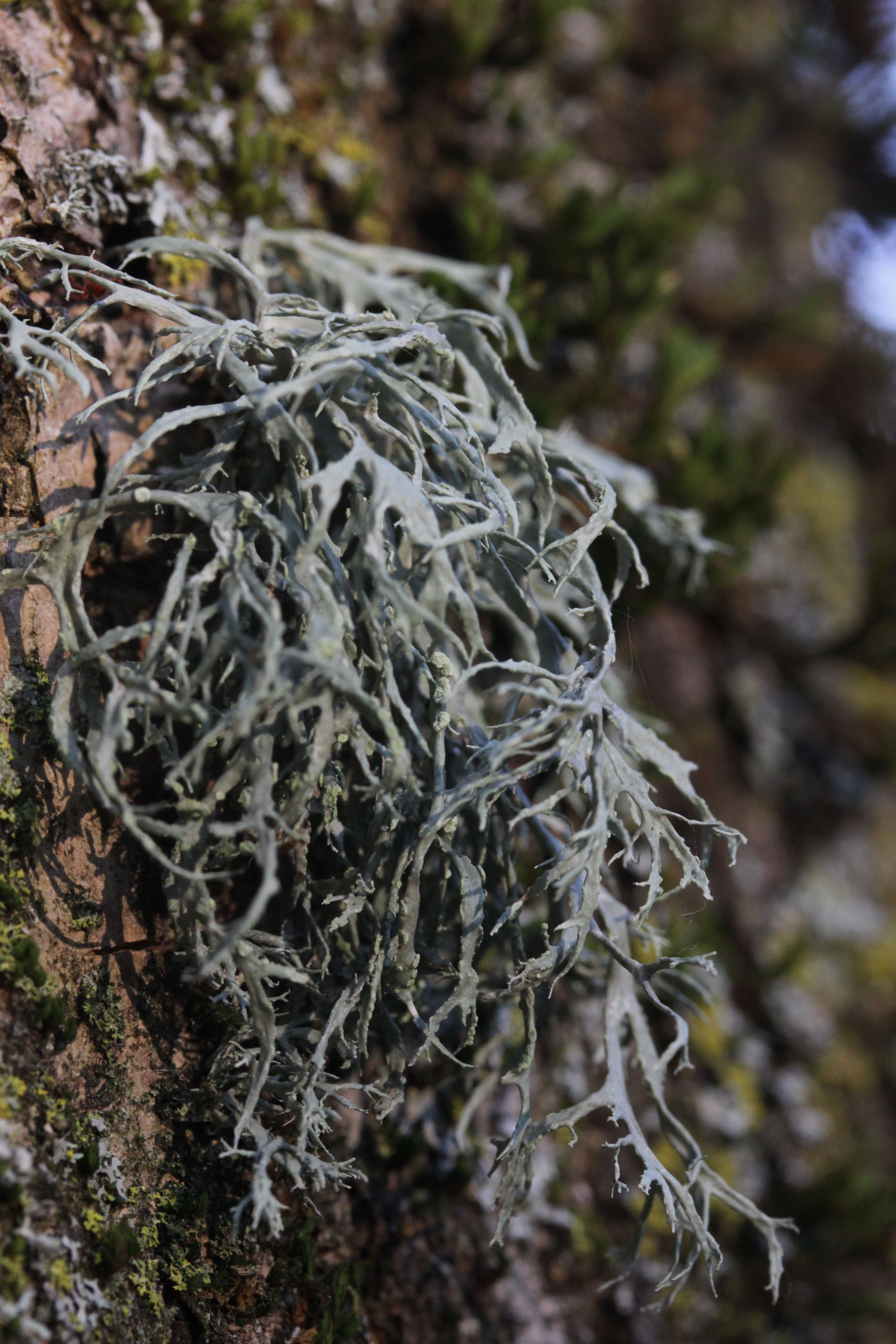 Imagem de Ramalina farinacea (L.) Ach.