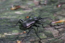 Imagem de Calosoma (Calosoma) inquisitor (Linnaeus 1758)